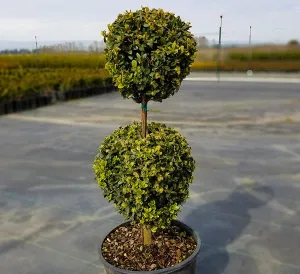 Green Mountain Boxwood 2 Ball Topiary (Buxus x 'Green Mountain') - 75cm