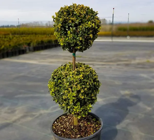Green Mountain Boxwood 2 Ball Topiary (Buxus x 'Green Mountain') - 75cm