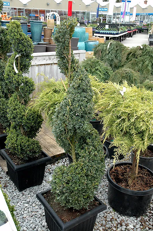 Green Mountain Boxwood (spiral form) (Buxus 'Green Mountain (spiral)' - 3 Gallon Potted Shrub