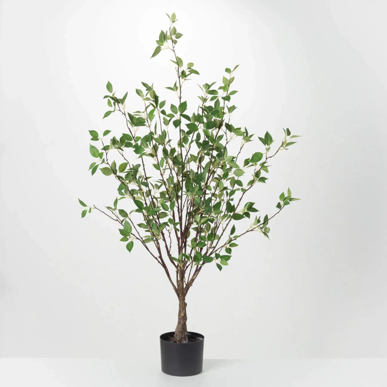 Mountain Leaf Tree