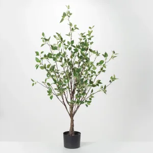 Mountain Leaf Tree