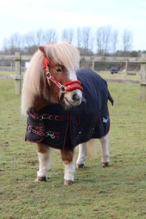 Rhinegold Foal Thor Outdoor Rug