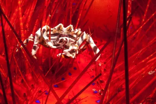 SALE - 120 Zebra Urchin Crab