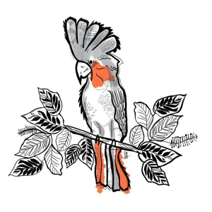 Sophie Fletcher Design Red Cockatoo Stickers - Special Edition