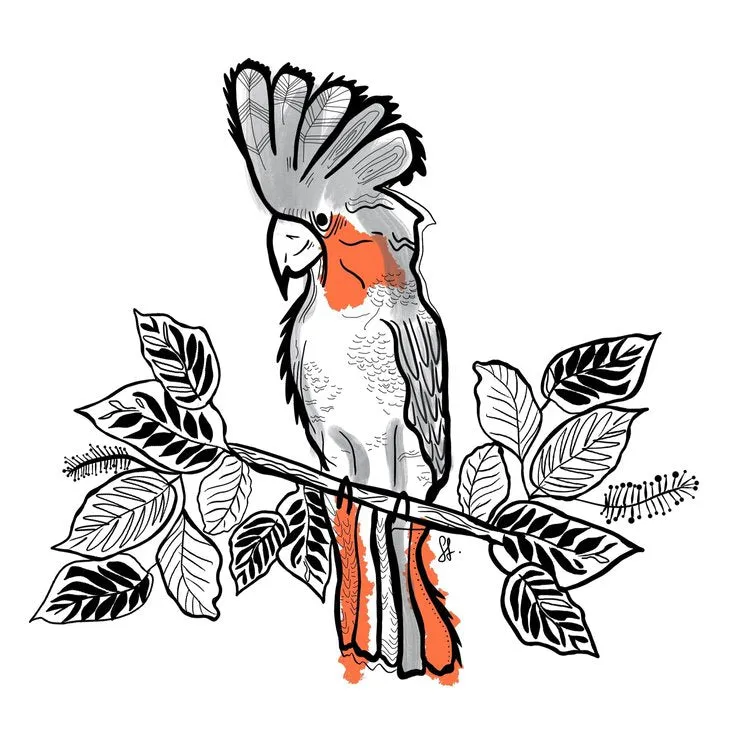 Sophie Fletcher Design Red Cockatoo Stickers - Special Edition